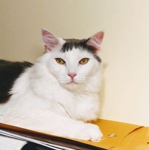 Meet your Posher, Sheila